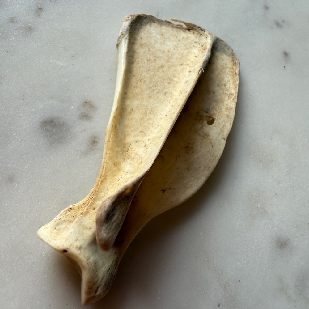 Natural Reptile Bone Chew Toy